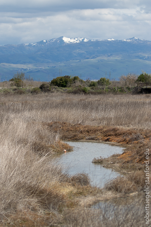 emily renzel wetlands